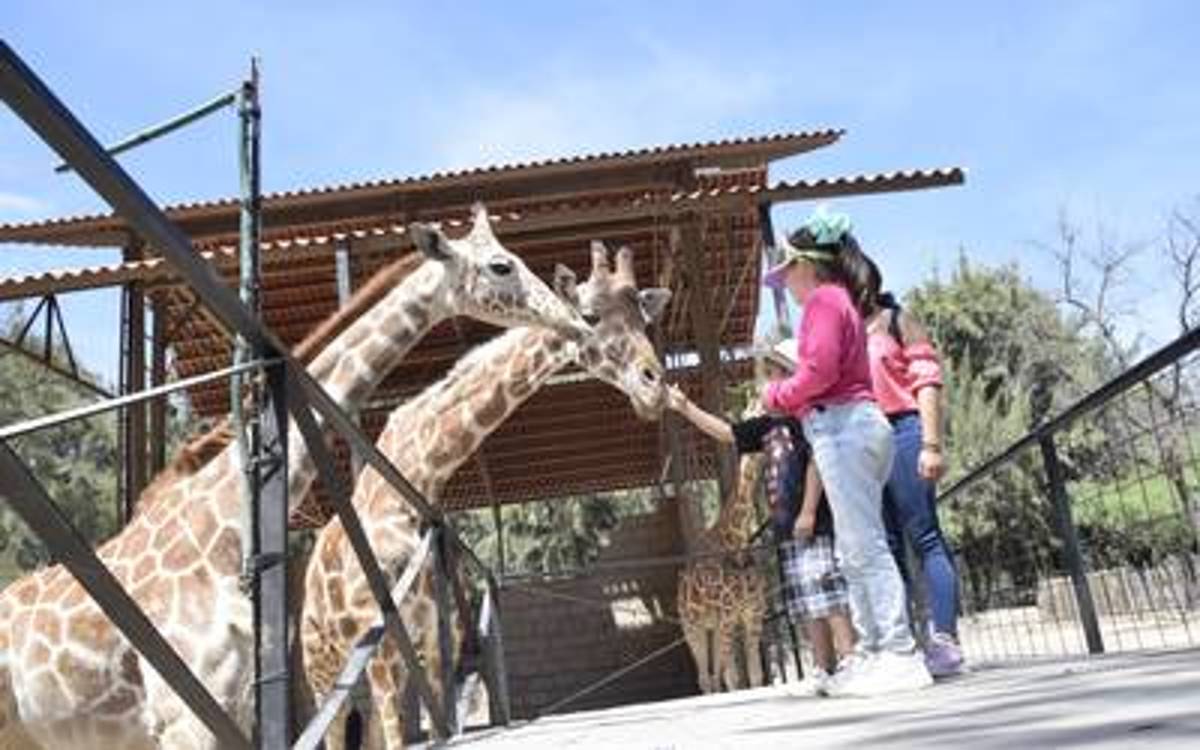 La jirafa nació en el Zoológico de León aproximadamente hace 18 años, ahora ella es una de las principales reproductoras de su especie.