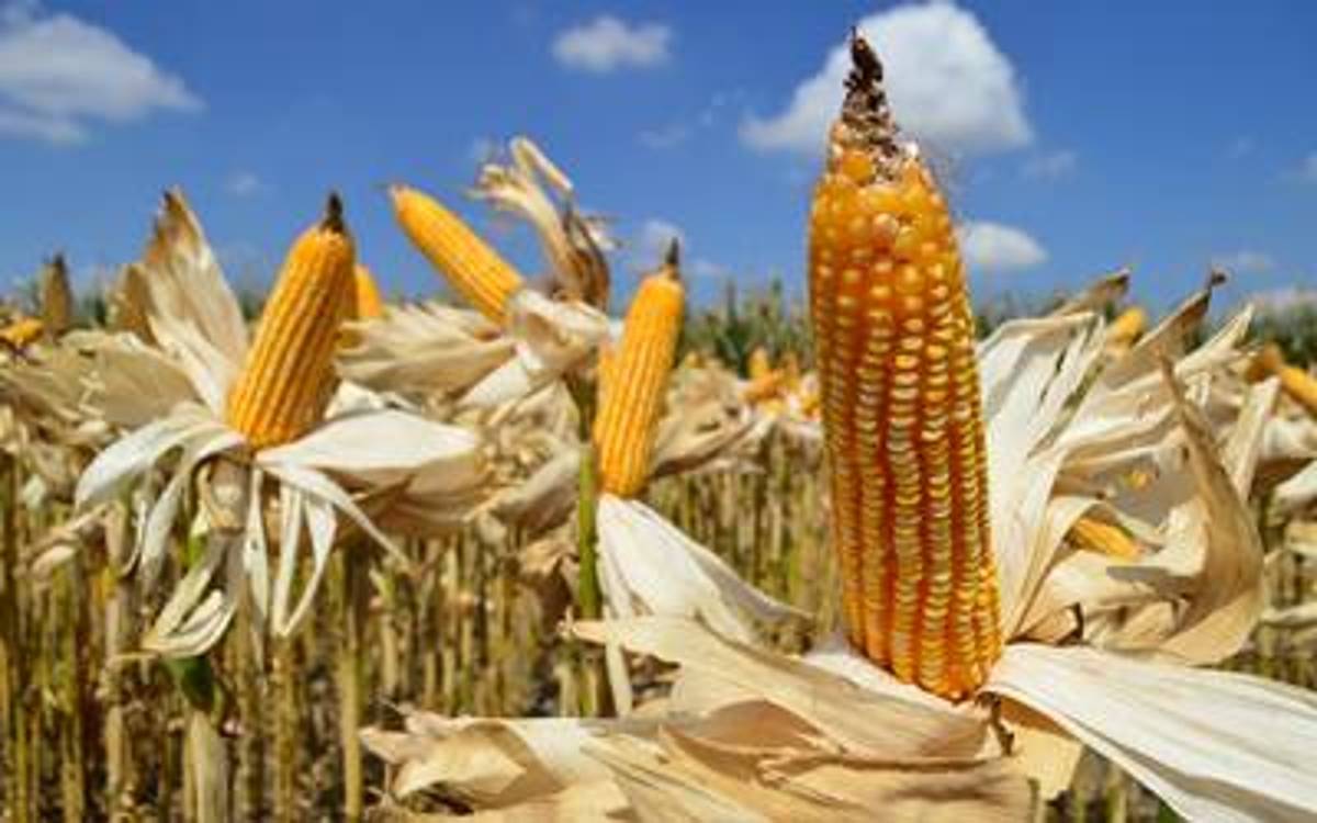 Guanajuato ha vuelto a ser considerado el granero de México y será de los estados en los que el país tiene puestas las expectativas para asegurar el abasto de alimentos maíz, trigo y sorgo