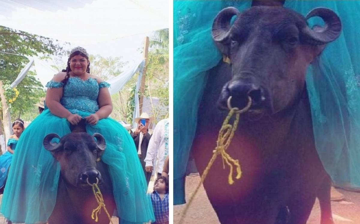 Una adolescente celebró sus XV Años en el sur de Veracruz y llegó a su fiesta montada en un búfalo, lo que causó sensación en redes sociales.