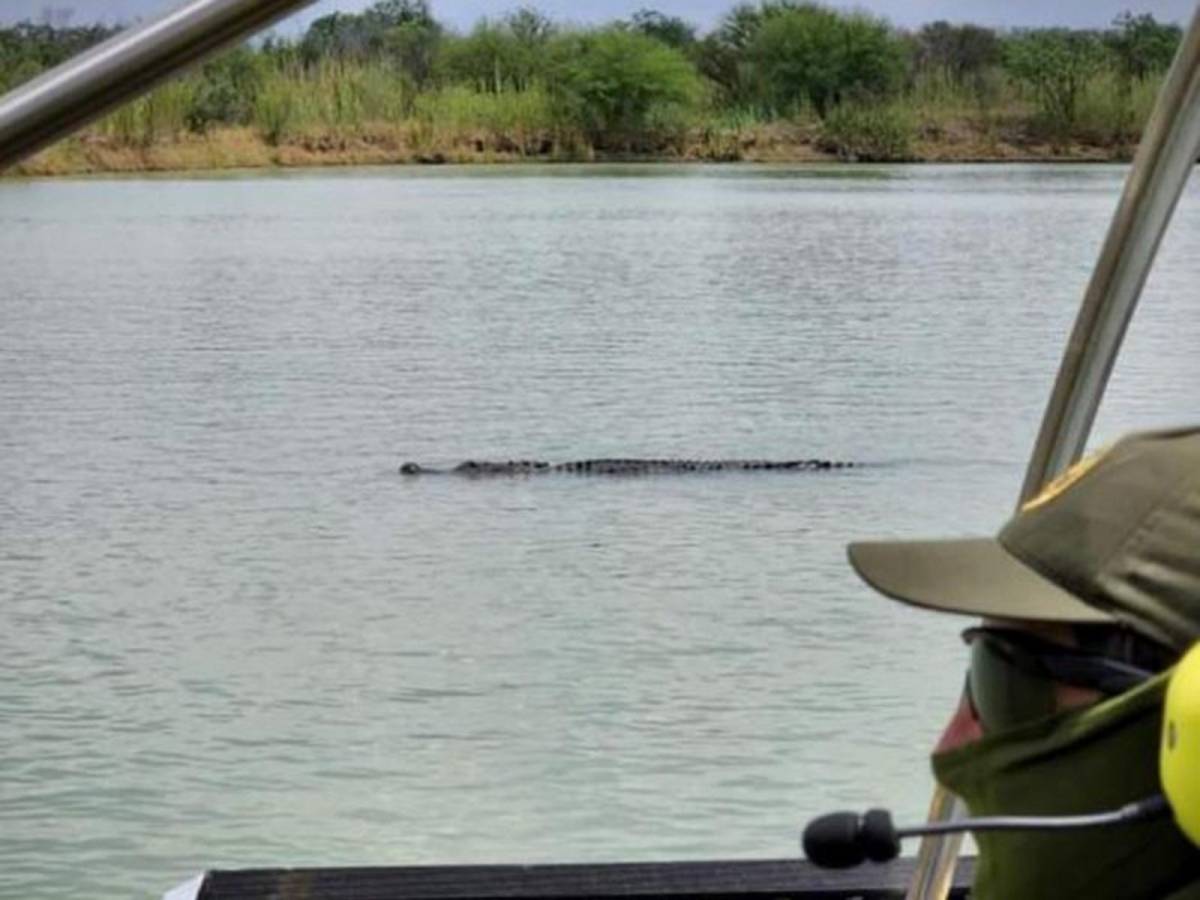 Migrantes que intentan cruzar a los Estados Unidos por el Río Bravo, ahora enfrentan un nuevo peligro, un enorme cocodrilo.