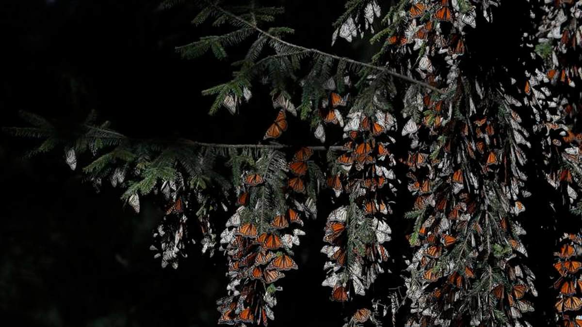 El número de mariposas monarca que llegaron este ciclo a pasar el invierno en los bosques de las montañas aumentó en 35 por ciento