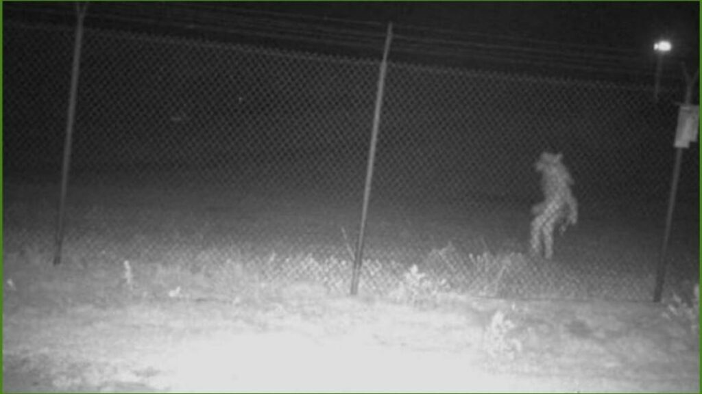 En días pasados una cámara captó a una criatura que fue catalogada como un Objeto Amarillo No Identificado (OAI) en Texas.