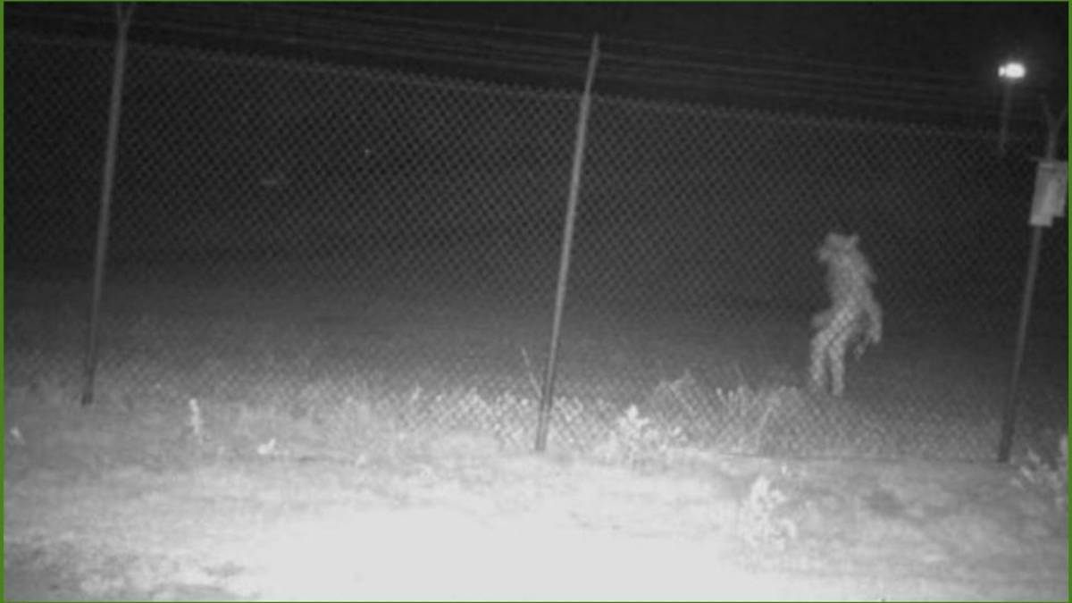 En días pasados una cámara captó a una criatura que fue catalogada como un Objeto Amarillo No Identificado (OAI) en Texas.