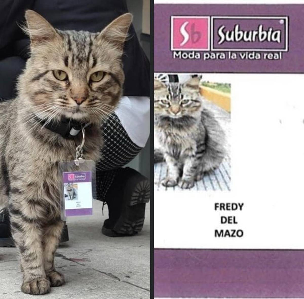 A través de redes sociales se viralizó la historia de Fredy, un gatito que vivía en condición de calle,