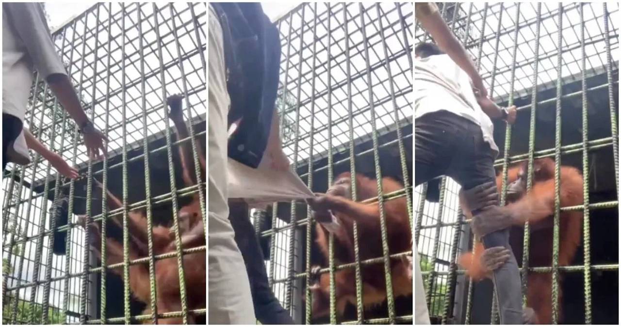 Un influencer fue atacado por un orangután al ingresar a una zona restringida del zoológico