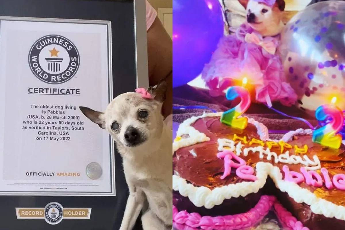 La perrita Toy Fox Terrier con 22 años llamada “Pebbles” ganó el Récord Guinness al convertirse en la más longeva del mundo.