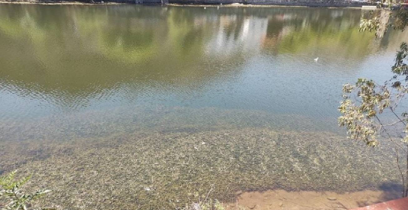 De momento no se contempla retirar las algas de la Presa de la Olla, debido a que es un proceso costoso, señaló el alcalde Alejandro Navarro.