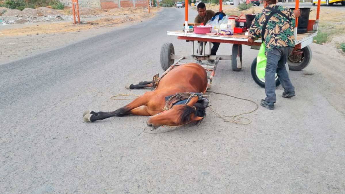 en León, Guanajuato, se prohíbe el arrastre animal, luego de que fuera modificado el Reglamento de Policía y Vialidad de dicho municipio.