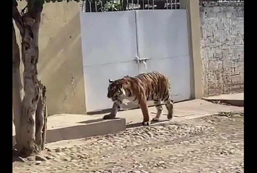 Un cachorro de tigre de bengala fue registrado en video y fotografías la mañana de este martes 14 de junio por las calles de la cabecera municipal de Tecuala, al norte de Nayarit.