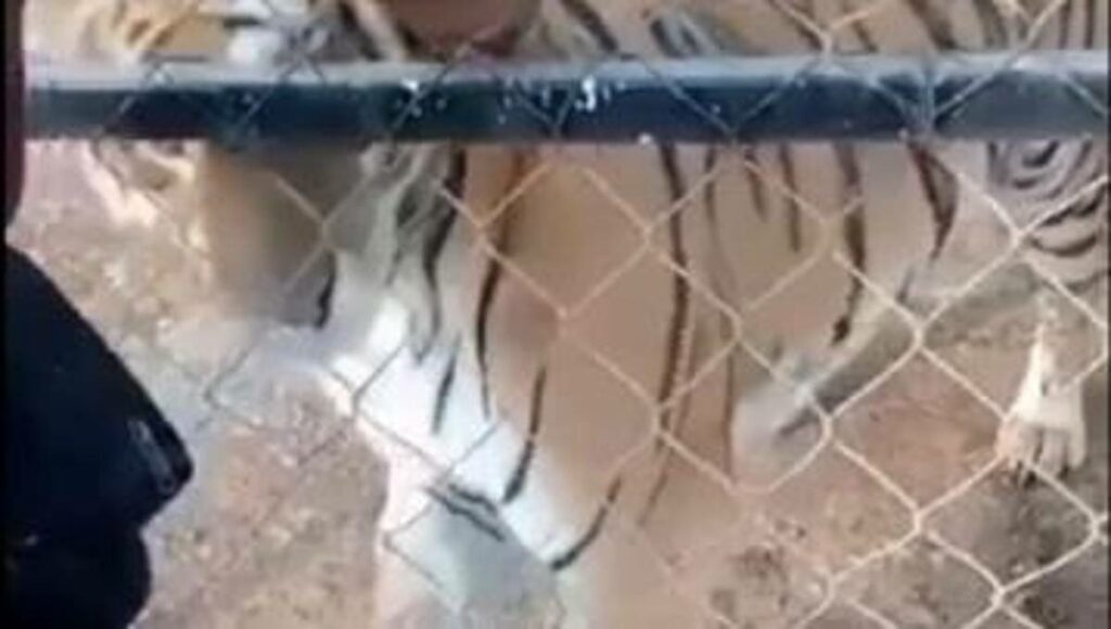 Un tigre de bengala casi le devora el brazo a su cuidador en la localidad de San Francisco, municipio de Peribán, Michoacán.