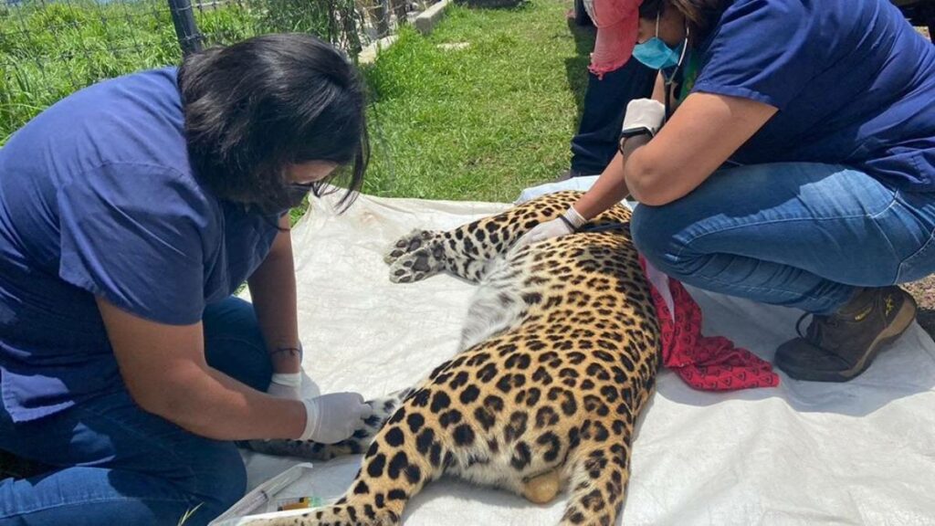 Este jueves, 8 personas del Zoológico de León rescatarán felinos, al menos a 2 linces, 2 leopardos, 1 jaguar y 1 gato serval
