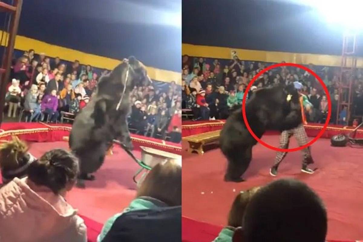 Un oso pardo atacó a su domador en plena función de circo. La escena causó pánico en los espectadores que estaban presenciando el show.