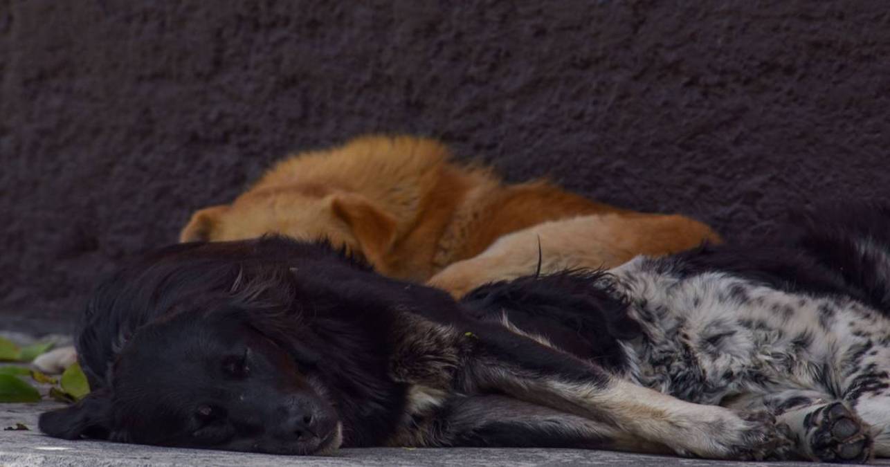 De acuerdo con el Instituto Nacional de Estadística, Geografía e Informática (INEGI), México es el tercer país en América Latina en maltrato animal y el primero en perros callejeros.