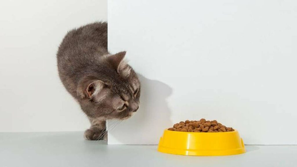 La Procuraduría Federal del Consumidor (Profeco) realizó un estudio a 33 alimentos para gatos
