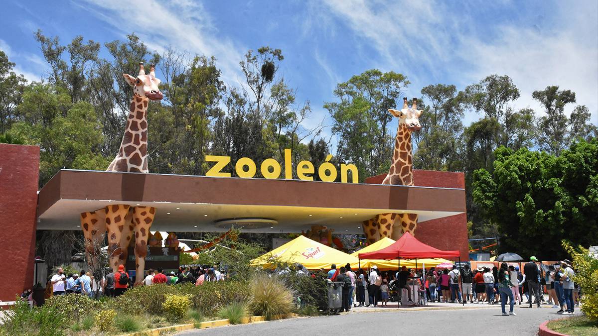 El Zoológico de León informó que recibió a personal de la PROFEPA para trasladar a 2 de los 177 felinos rescatados del “Gran Santuario Mexicano”
