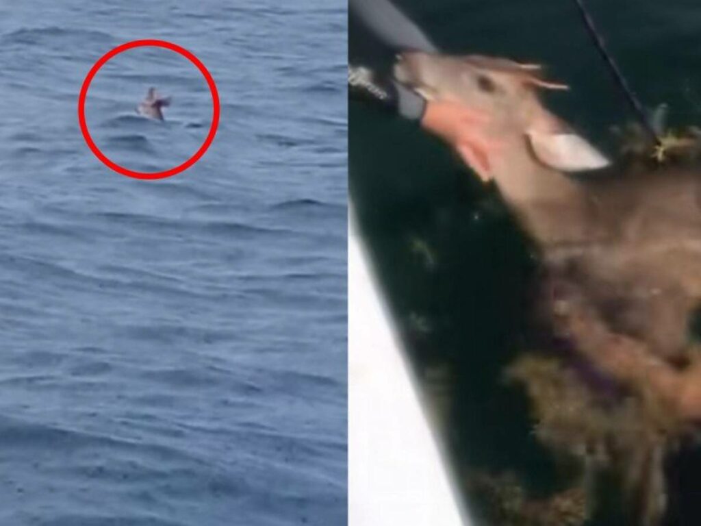 Unos navegantes lograron salvar a un venado de morir ahogado, pues se encontraba nadando en medio de la nada.