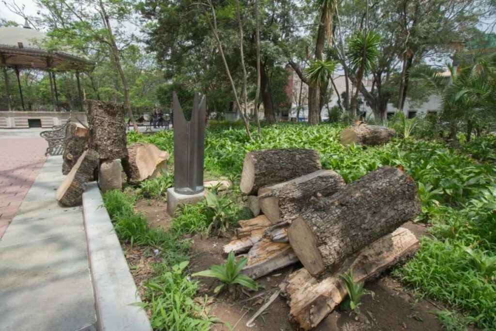 En el jardín del Cantador en Guanajuato, hay alrededor de 50 árboles que se encuentran en riesgo de caer