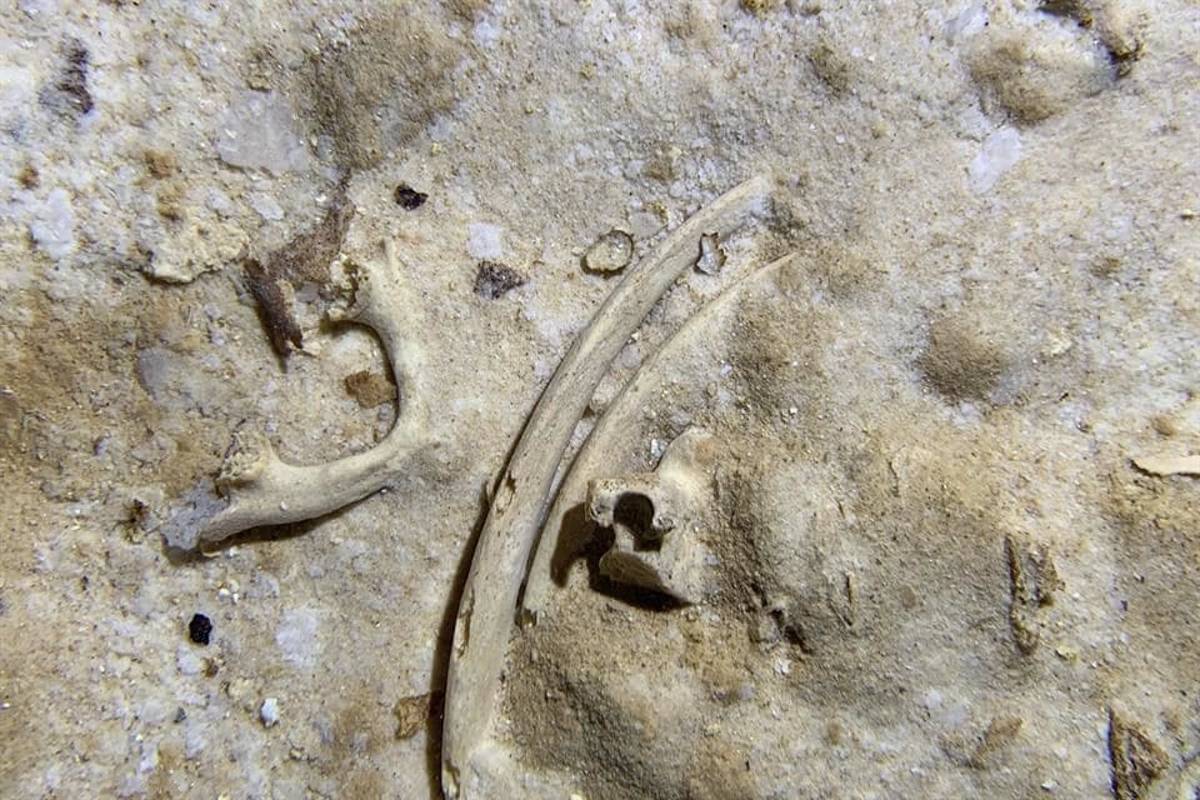 Un fósil humano, cercano a los 8 mil años de antigüedad, fue hallado el pasado fin de semana en un cenote bajo el subtramo 5 sur del Tren Maya