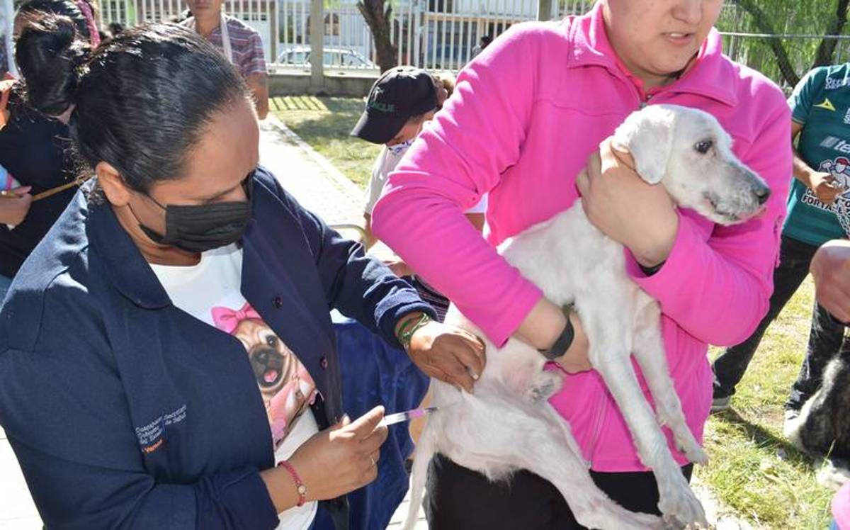 Aplicarán hasta 2 millones de vacunas en el estado, de las cuales, 200 mil se quedarán en León para perros y gatos