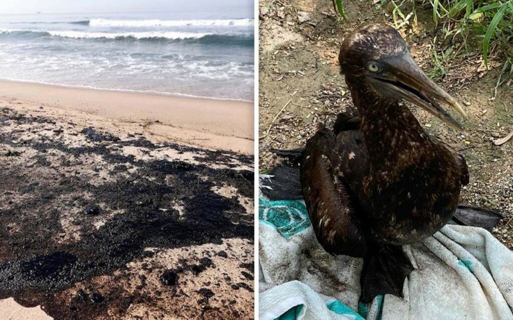 Las playas de Oaxaca continúan cubiertas de petróleo por el derrame ocasionado por Petróleos Mexicanos (Pemex).