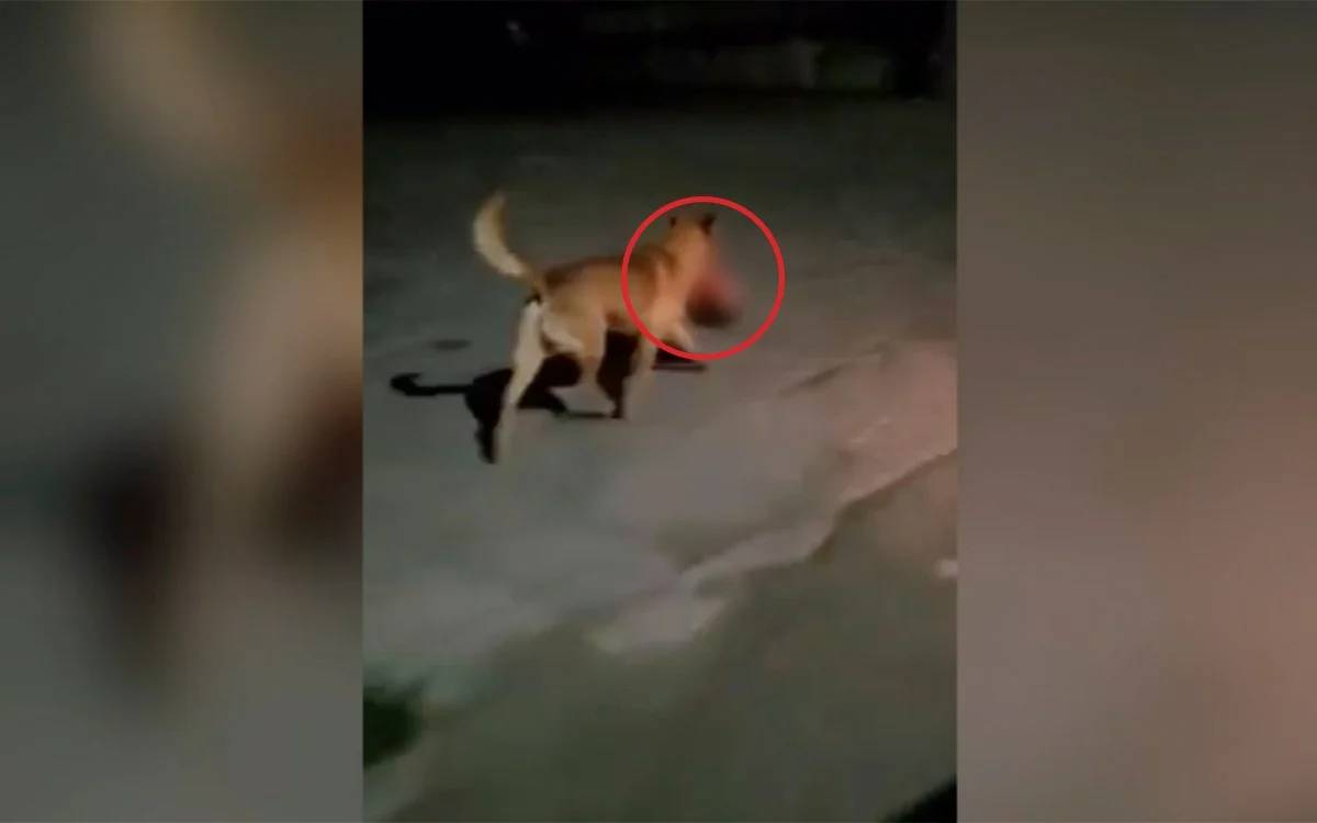 En redes sociales ha circulado un video en el que se observa a un perro mientras lleva en el hocico una cabeza humana