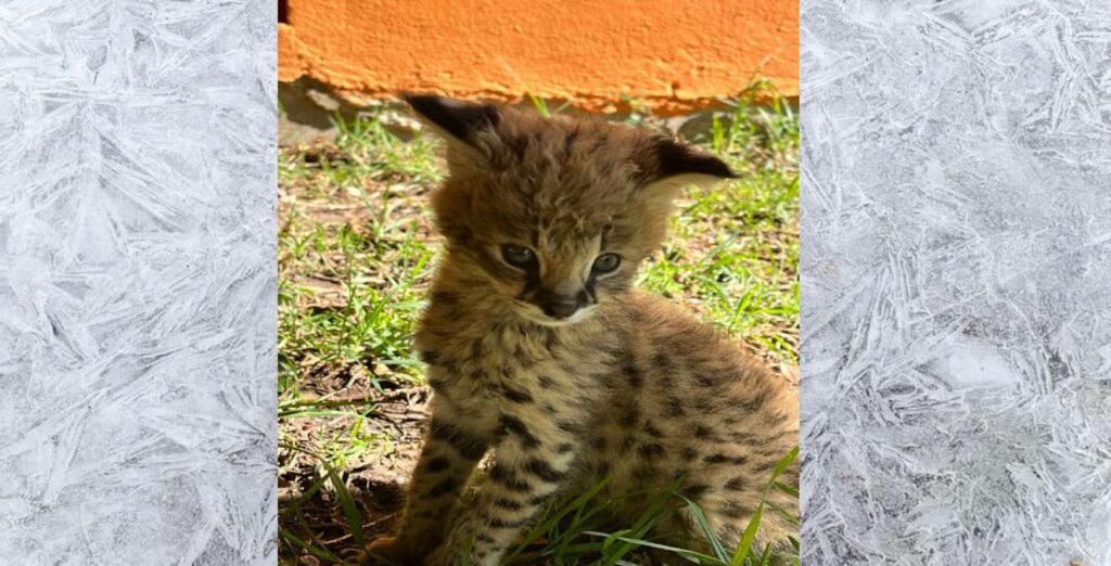 Un nuevo inquilino llegó al Zoológico de León. Se trata de una cría de un Gato Serval. Este es uno de los animales rescatados del Black Jaguar-White Tiger