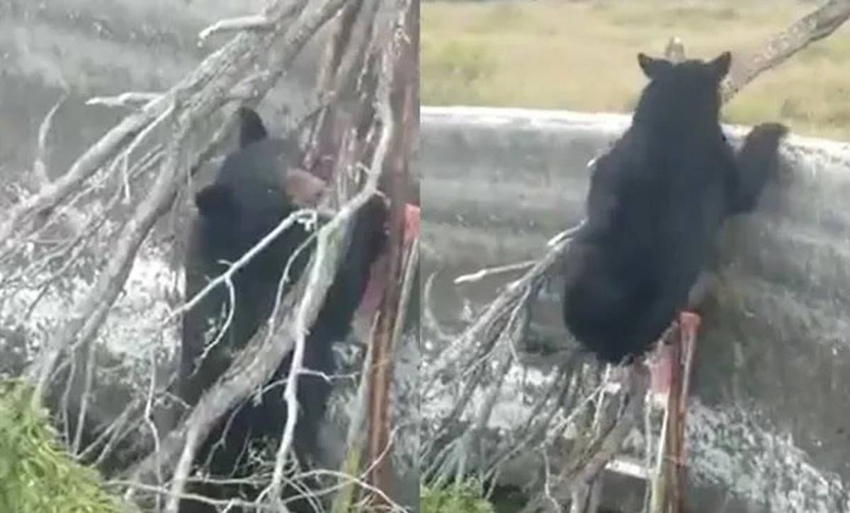 Un oso quedó atrapado al interior de un estanque en un rancho en el municipio de Castaños, en Coahuila.