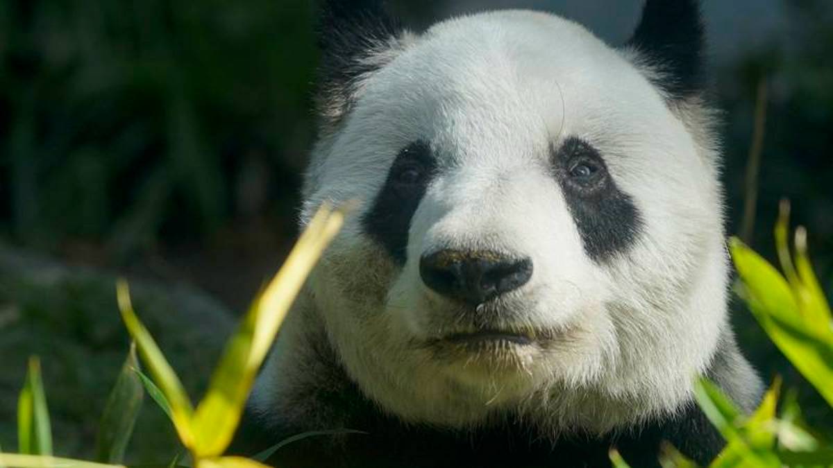Xin Xin es la única descendiente que queda viva en todo el continente de un grupo pandas gigantes que China obsequió a países extranjeros en los setenta y ochenta.