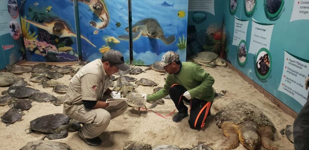 Personal de la Comisión de Parques y Biodiversidad de Tamaulipas rescató a más de 73 tortugas Lora y Verde