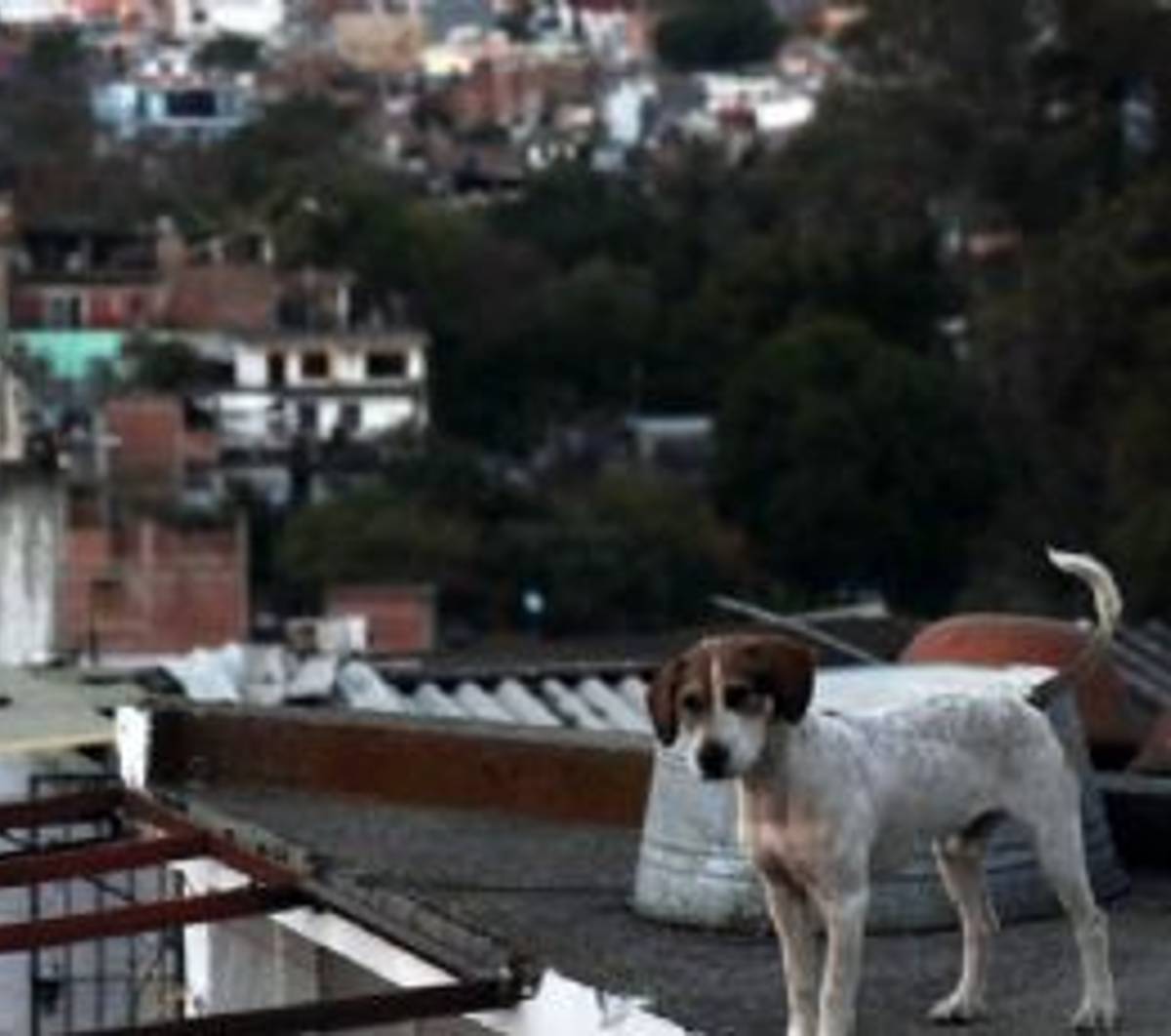 León le impuso una multa a un ciudadano por maltrato animal, a un perrito. La persona infractora no solo tendrá que pagar más de 22 mil pesos
