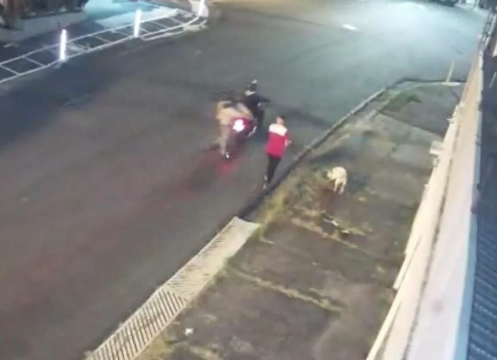 Dos motociclistas quisieron asaltar a un transeúnte, quien paseaba junto a su perrito que resultó el héroe de la historia al mostrar su valentía