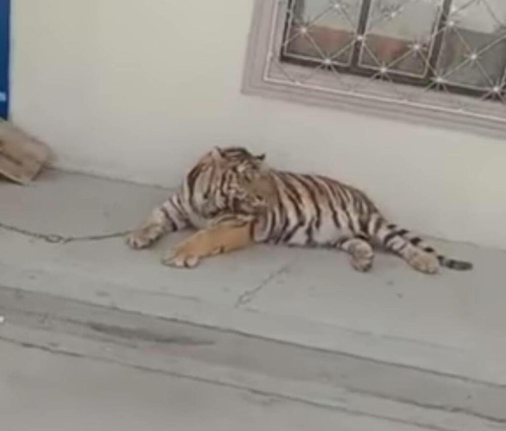 Un tigre adulto fue captado en video paseando,b caminando encadenado por calles del municipio de San Francisco del Rincón.