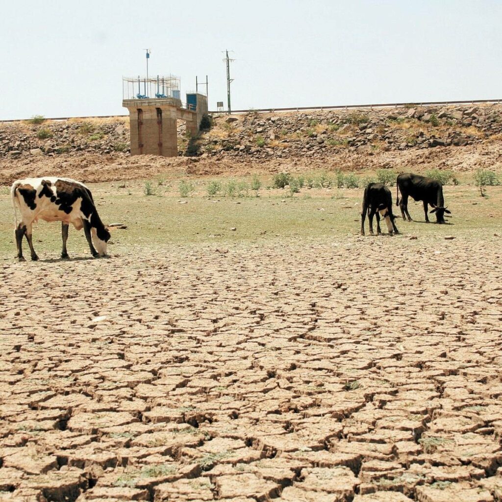 Ante el fuerte impacto de la sequía, productores pecuarios del estado han comenzado a vender parte de su ganado