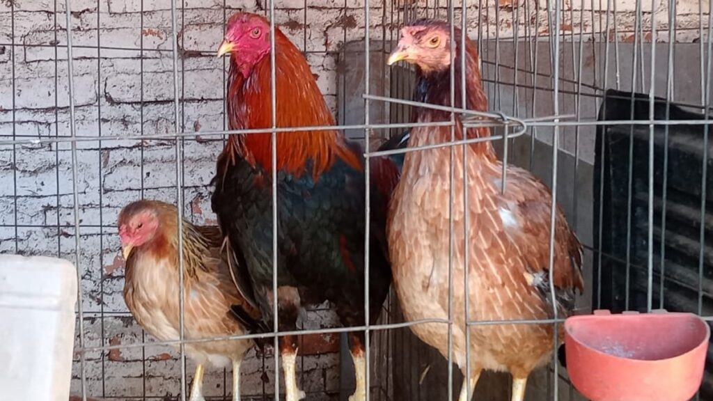 En Guanajuato, por causas de la influenza aviar, se han sacrificado a alrededor de 10 mil aves de corral