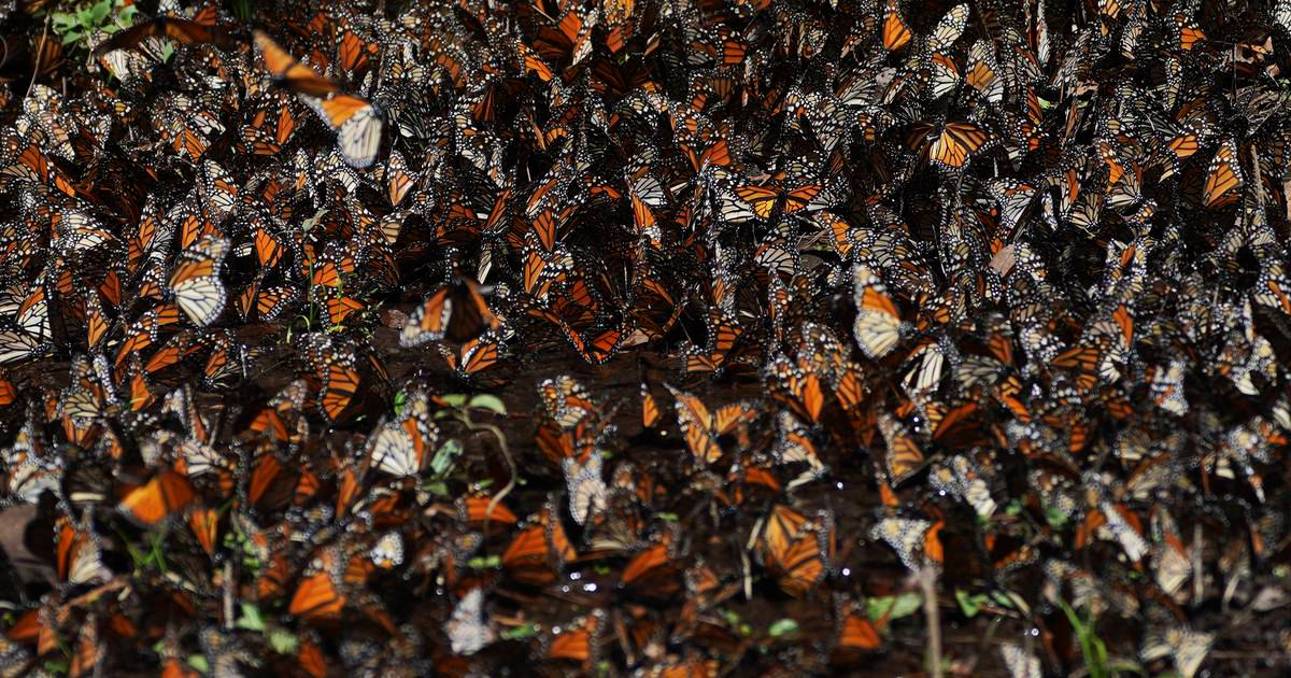 El número de mariposas monarca que invernan en las montañas del centro de México disminuyó un 22%
