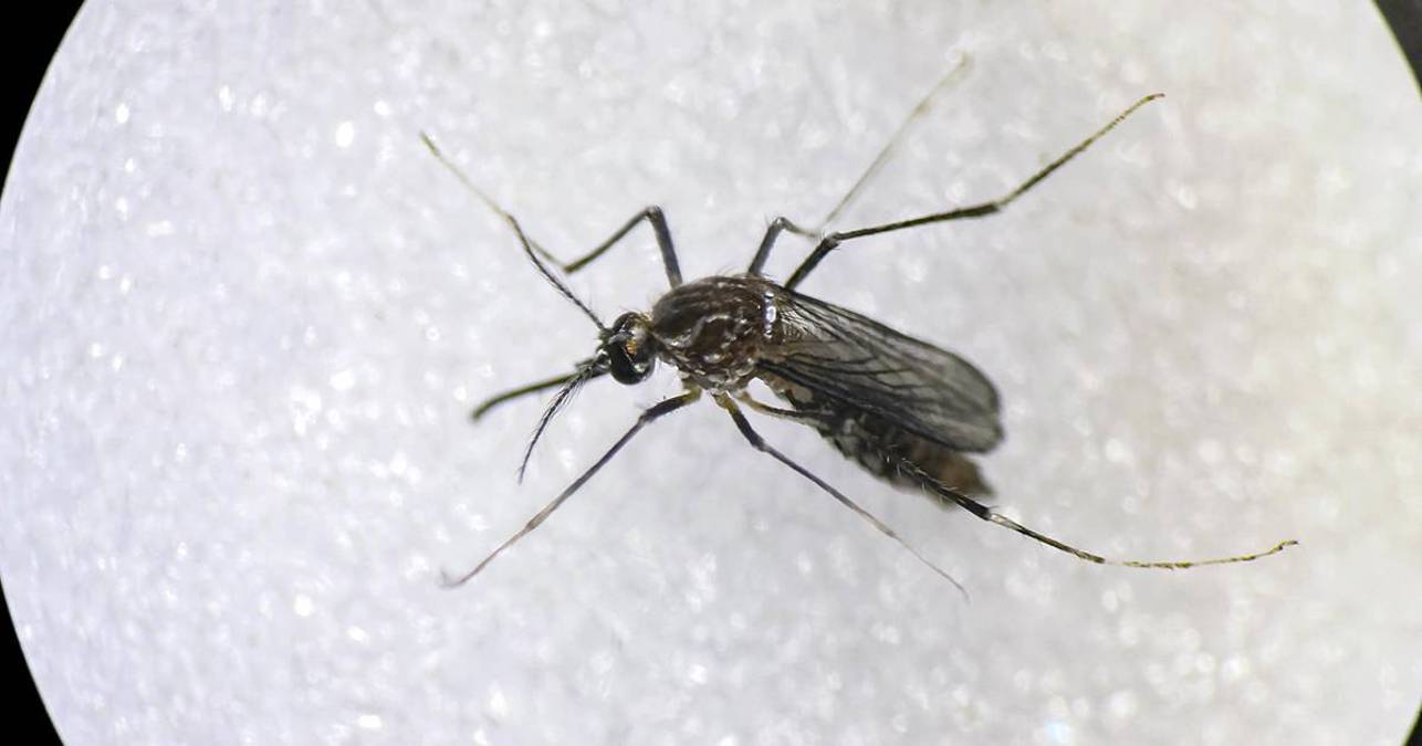 América Latina enfrenta un aumento de las enfermedades transmitidas por mosquitos, especialmente el dengue y el chikungunya