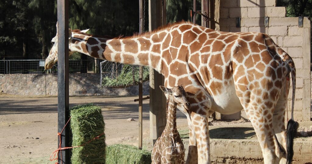 El Parque Zoológico de León tiene un nuevo integrante. Se trata de una jirafa, la primera en nacer en ese espacio en este 2023.