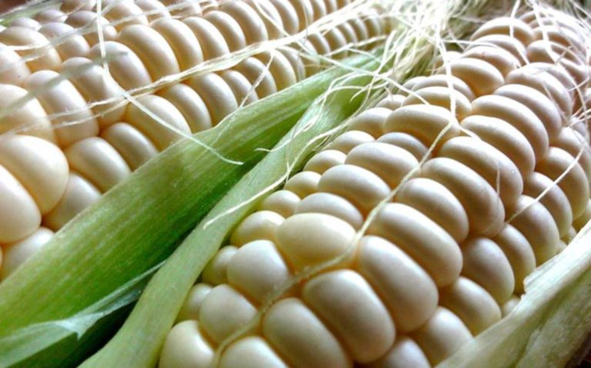 Con el objetivo de apoyar a productores de maíz  de Sinaloa (Segalmex), comprará un millón de toneladas del grano.