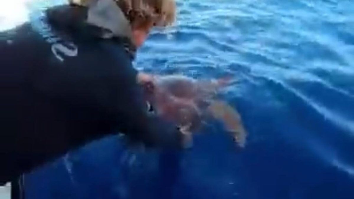 Un tiburón ayuda a una tortuga que está lastimada a llegar a un barco, para que las personas a bordo la ayuden y no se muera.