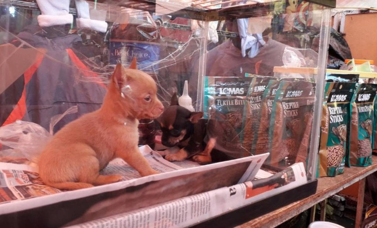 A partir de este lunes 1 de mayo, en Nuevo León, está prohibida la venta de perros y gatos.