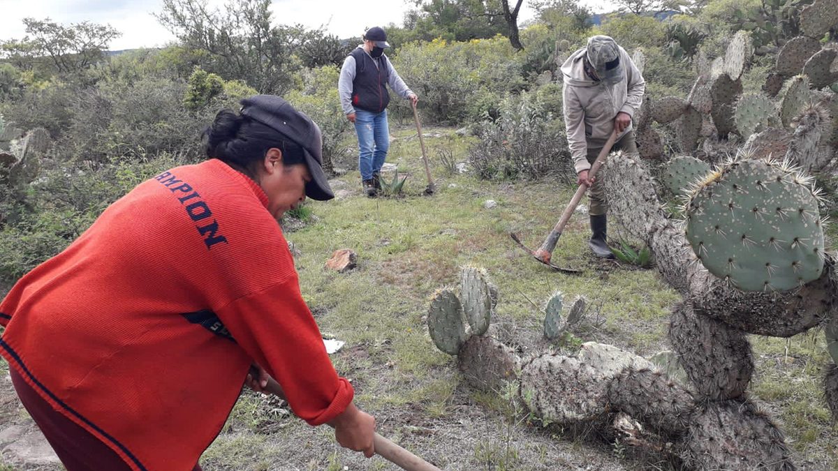 En 2022 se apoyaron acciones de restauración en 3 mil 108 hectáreas en zonas forestales y ANP en el Estado de Guanajuato.