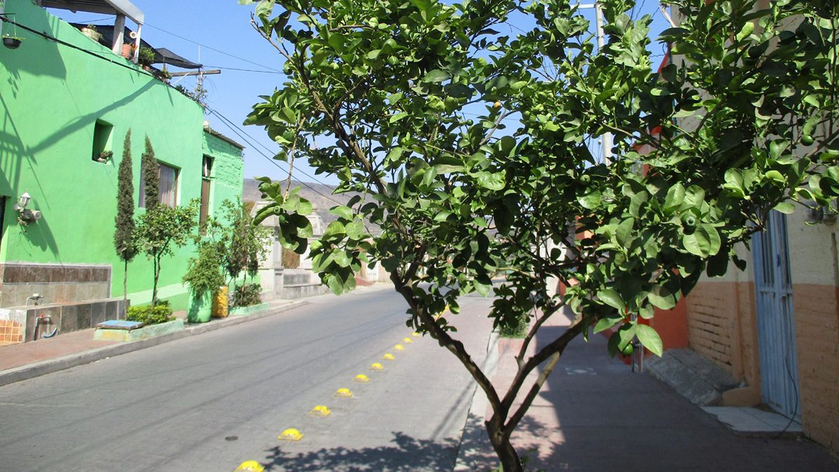 La necesidad de la arborización el entorno urbano es imperativa no solamente en Guanajuato.