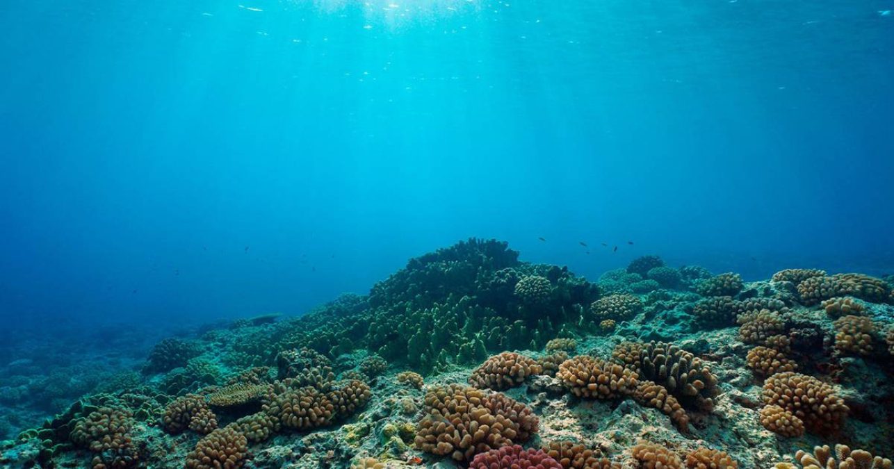 Greenpeace México señaló que al menos 115 especies y 366 estructuras de posibles sistemas arrecifales en Veracruz, en el golfo de México.