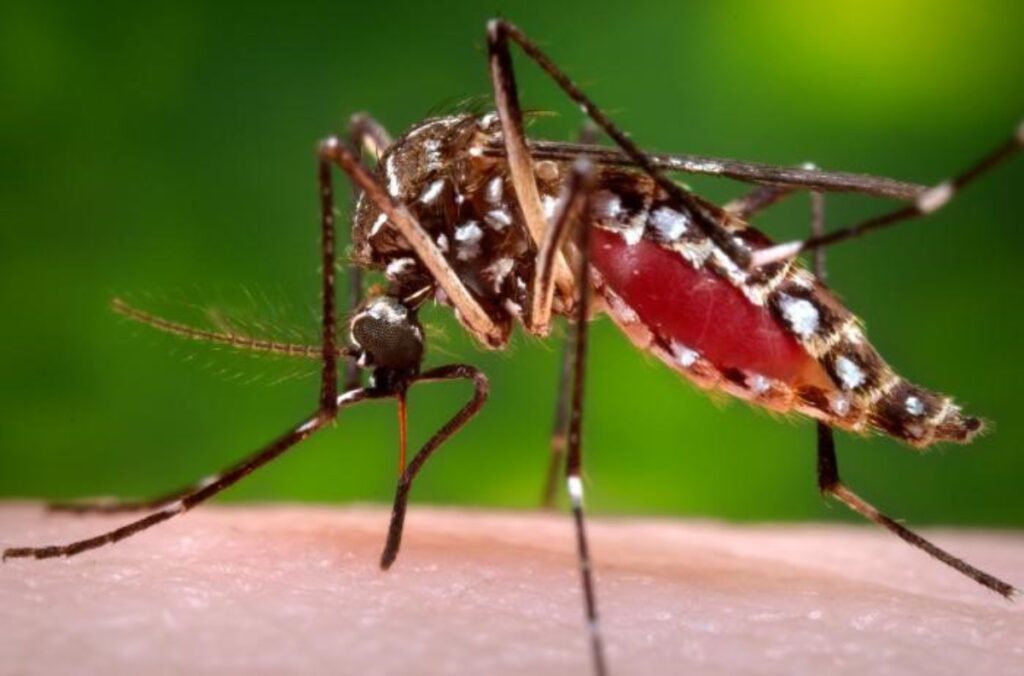 Guanajuato es parte del incremento que vive todo el país en el número de casos de dengue.