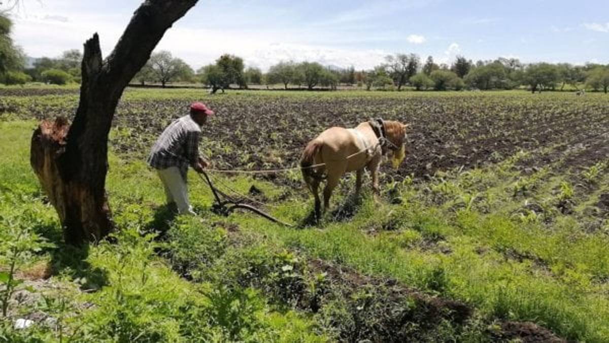 A pesar de la sequía en el norte y noreste del estado, Guanajuato seguirá siendo un fuerte productor de cereales.