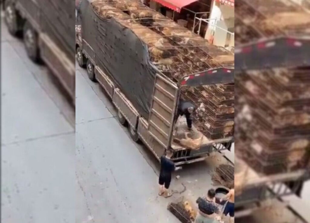 Se observa como un grupo de hombres descargan un camión grande repleto de jaulas con perros vivos.